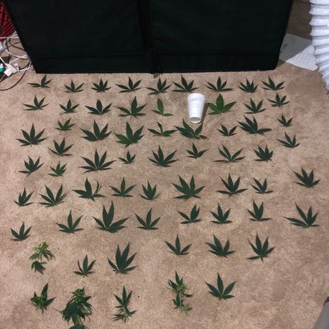 Jack Herer  growlog photo: Did some defoliation.