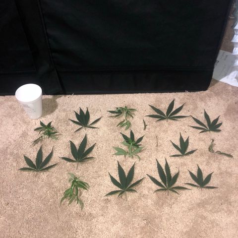 Jack Herer  growlog photo: Did some defoliation.