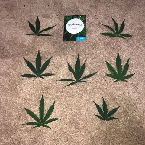 Jack Herer  growlog photo: Did some minor defoliation of both plants 🌱. 