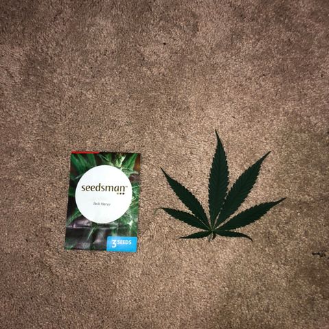 Jack Herer  growlog photo: Did some defoliation. Switched order of photo processing. Time and date stamped then stripped location data. Trying to figure out this compression confusion. 