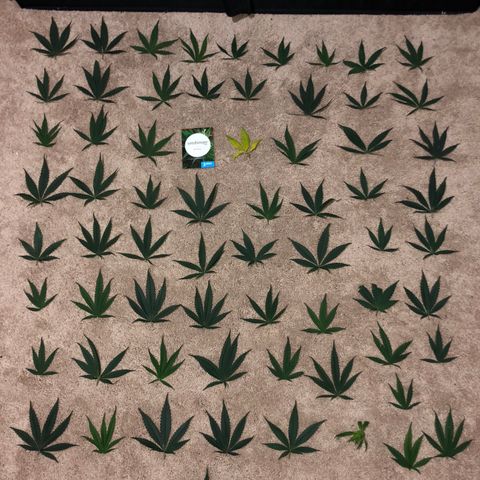 Jack Herer  growlog photo: Did some defoliation. Switched order of photo processing. Time and date stamped then stripped location data. Trying to figure out this compression confusion. 