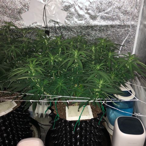 Jack Herer  growlog photo: Took day off lights out photos for accurate colors. Reprocessed photos Friday morning at 01:30 🕜 since I figured out the compression quality issue. 