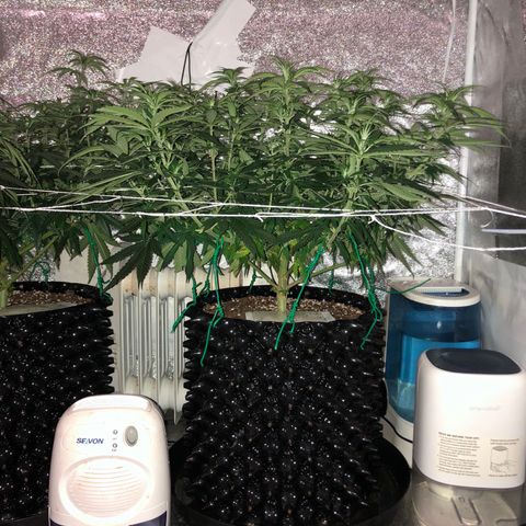 Jack Herer  growlog photo: Took day off lights out photos for accurate colors. Reprocessed photos Friday morning at 01:30 🕜 since I figured out the compression quality issue. 