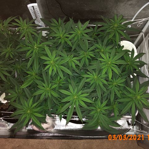 Jack Herer  growlog photo: Took day off lights out photos for accurate colors. Reprocessed photos Friday morning at 01:30 🕜 since I figured out the compression quality issue. 