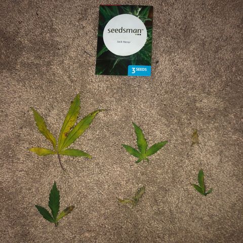 Jack Herer  growlog photo: Did some defoliation. Mainly removed bad leaves🍁. I have been trying to only defoliate if absolutely necessary. 
