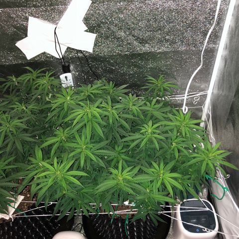 Jack Herer  growlog photo: Took pictures at lights out for accurate colors. 