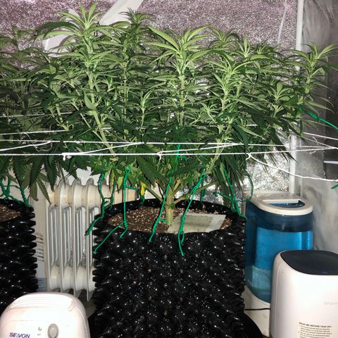 Jack Herer  growlog photo: Took pictures at lights out for accurate colors. 
