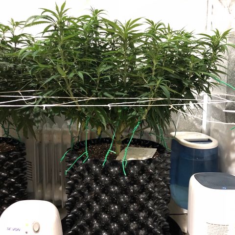 Jack Herer  growlog photo: Took pictures at lights out for accurate colors. 