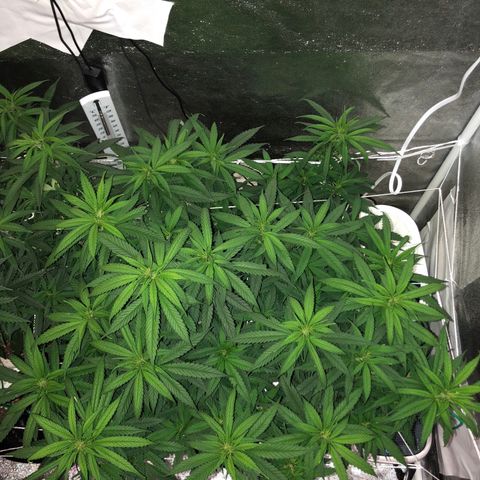 Jack Herer  growlog photo: Took pictures at lights out for accurate colors. 