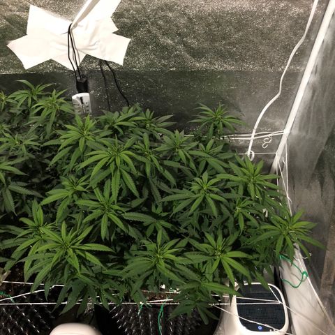 Jack Herer  growlog photo: Took pictures at lights out for accurate colors. 