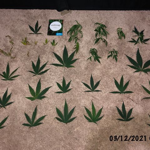 Jack Herer  growlog photo: Watered💦 and defoliated both plants 🌱. Used normal nutrient solution levels. TDS was 776 ppm. Initial ph was 6.4 adjusted to 5.82.