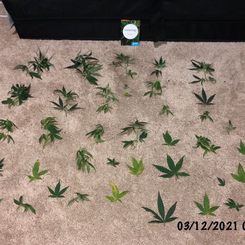 Jack Herer  growlog photo: Did some defoliation. Removed sucker branches that would not amount to anything. 