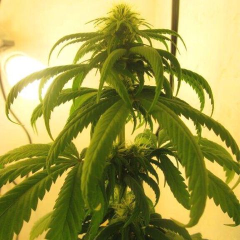 Jack Herer  growlog photo: I think 🤔 I might be watering💦 Jack Herer too much. I googled overwatered 💦 marijuana plant 🌱 and found a good picture with the following article = https://www.marijuanaventure.com/hidden-killer-chain-reaction-watering/