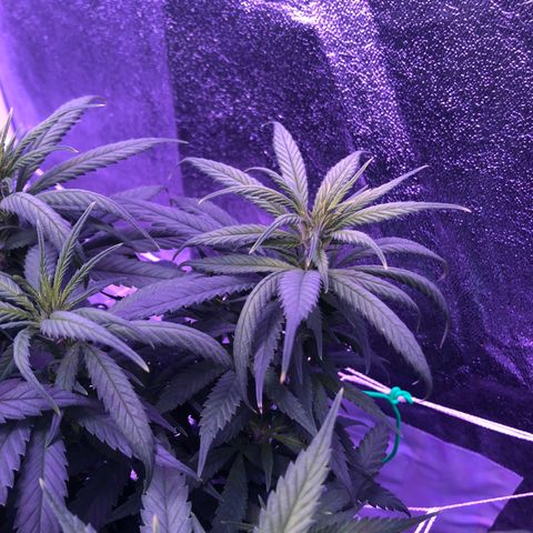 Jack Herer  growlog photo: I think 🤔 I might be watering💦 Jack Herer too much. I googled overwatered 💦 marijuana plant 🌱 and found a good picture with the following article = https://www.marijuanaventure.com/hidden-killer-chain-reaction-watering/