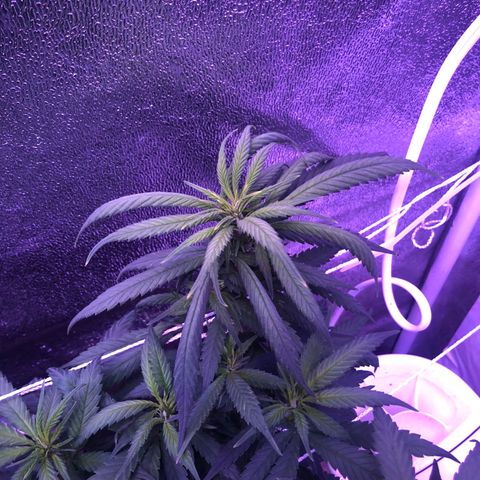 Jack Herer  growlog photo: I think 🤔 I might be watering💦 Jack Herer too much. I googled overwatered 💦 marijuana plant 🌱 and found a good picture with the following article = https://www.marijuanaventure.com/hidden-killer-chain-reaction-watering/
