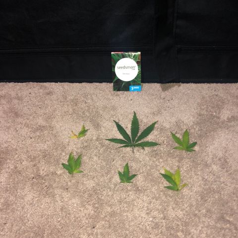 Jack Herer  growlog photo: Did some minor defoliation. 