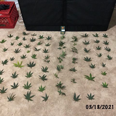 timeline
