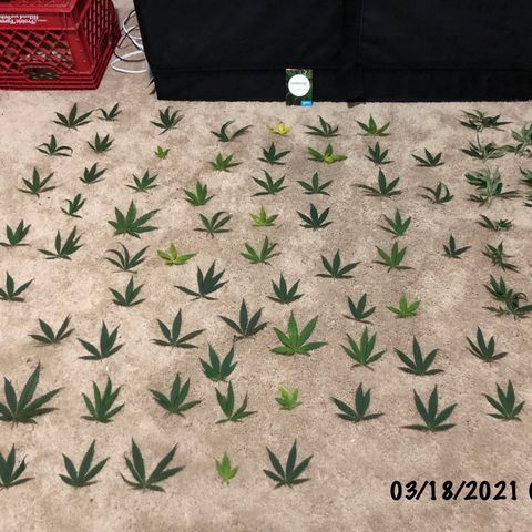 Jack Herer  growlog photo: Did one ☝️ last major defoliation on both plants 🌱. 