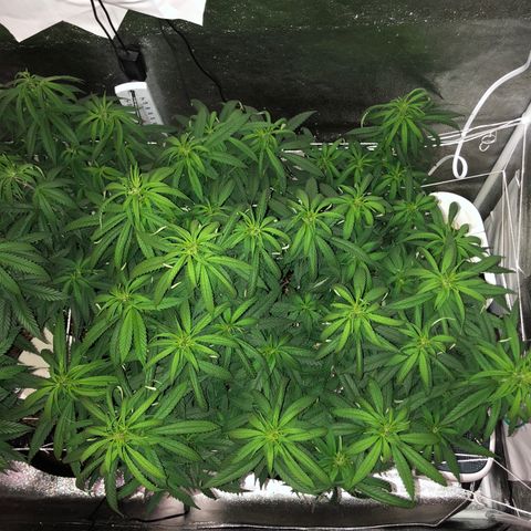 Jack Herer  growlog photo: Took pictures with lights out for accurate colors. 