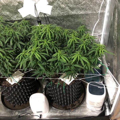 Jack Herer  growlog photo: Took pictures with lights out for accurate colors. 