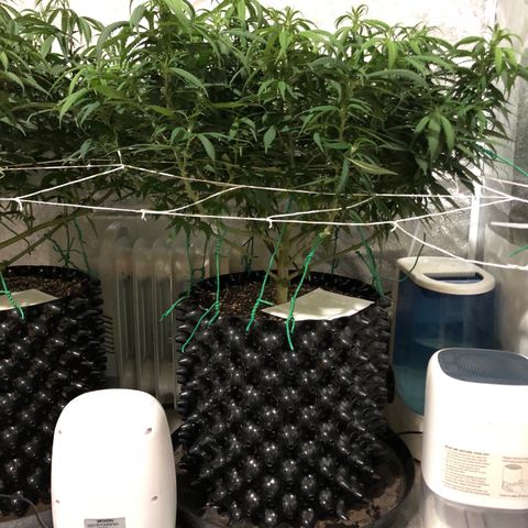 Jack Herer  growlog photo: Took pictures with lights out for accurate colors. 