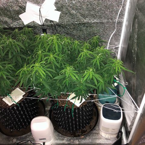 Jack Herer  growlog photo: Took pictures with lights out for accurate colors. 