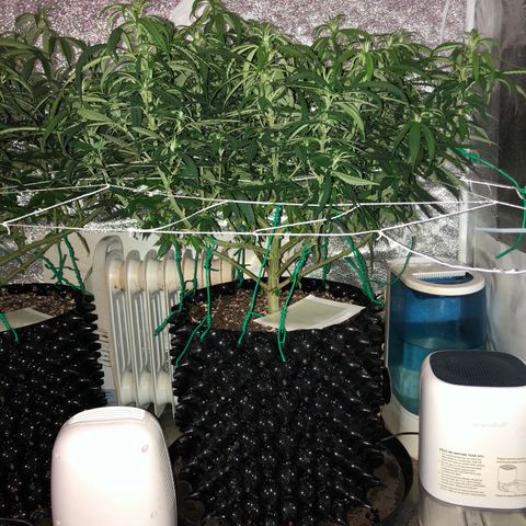 Jack Herer  growlog photo: Took pictures with lights out for accurate colors. 