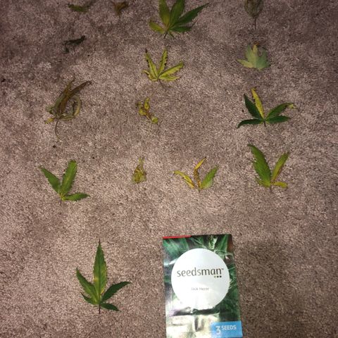 Jack Herer  growlog photo: Did some minor defoliation. 