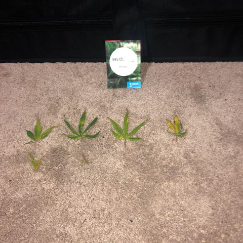 Jack Herer  growlog photo: Removed some bad leaves 🍁. 