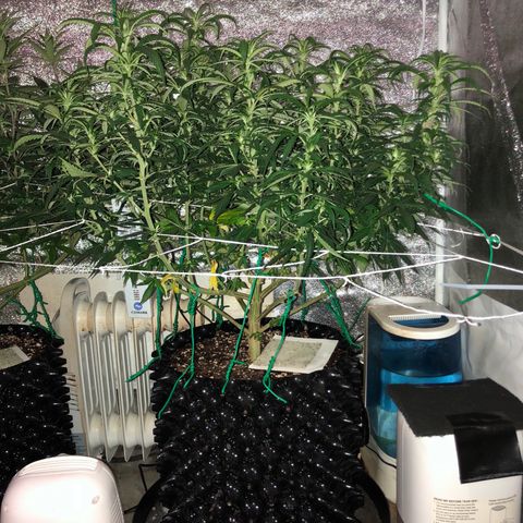 Jack Herer  growlog photo: Took pictures with lights off for accurate colors. 