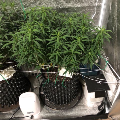 Jack Herer  growlog photo: Took pictures with lights off for accurate colors. 