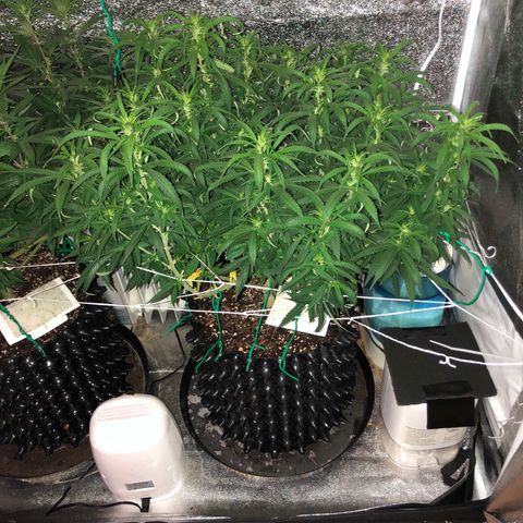 Jack Herer  growlog photo: Took pictures with lights off for accurate colors. 