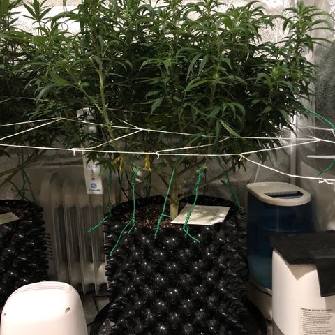 Jack Herer  growlog photo: Took pictures with lights off for accurate colors. 