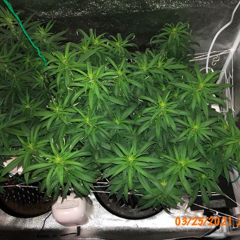 Jack Herer  growlog photo: Took pictures with lights off for accurate colors. 