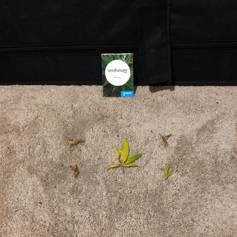 Jack Herer  growlog photo: Removed bad leaves 🍁 from Jack Herer 🌱 . 