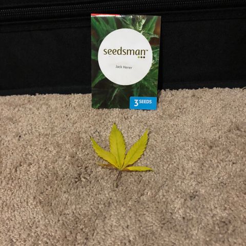Jack Herer  growlog photo: Took off a yellow leaf 🍁 on Jack Herer.