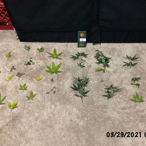 timeline