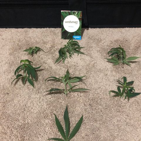 Jack Herer  growlog photo: Removed baby sucker 🍼 branches on Jack Herer that were not making the stretch. Also removed one ☝️ leaf 🍁 on Jack Herer that was shading another bud site. 