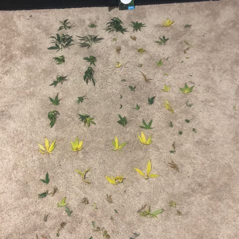 Jack Herer  growlog photo: Defoliated both plants 🌱 hopefully for the last time. Really thought 💭 the branches would grow up and not be shaded. 