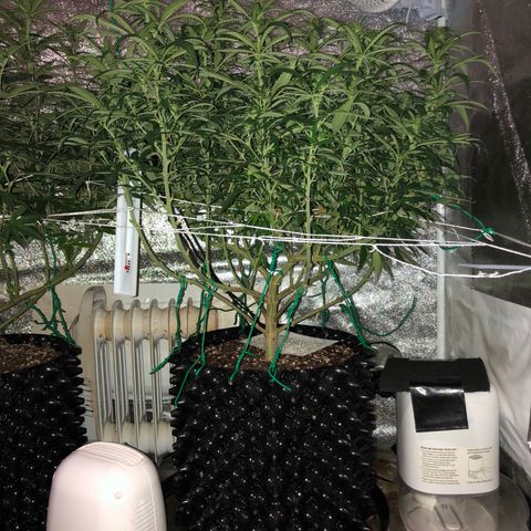 Jack Herer  growlog photo: Took pictures before work with lights out for accurate colors. 