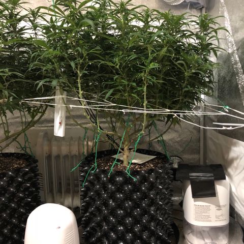 Jack Herer  growlog photo: Took pictures before work with lights out for accurate colors. 