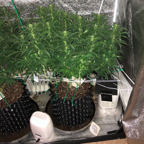 Jack Herer  growlog photo: Took pictures before work with lights out for accurate colors. 