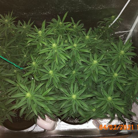 Jack Herer  growlog photo: Took pictures before work with lights out for accurate colors. 