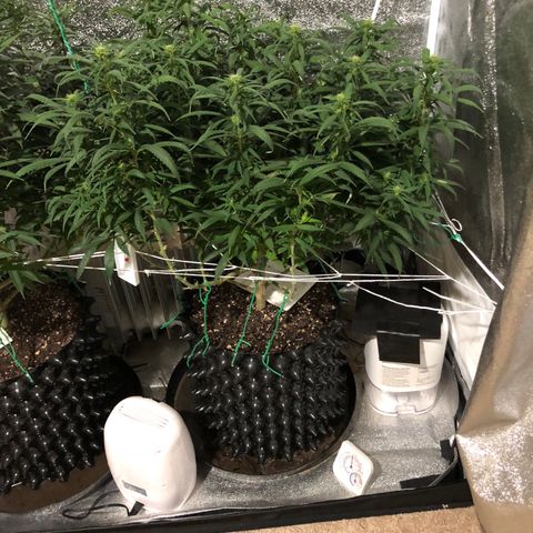 Jack Herer  growlog photo: Took pictures before work with lights out for accurate colors. 