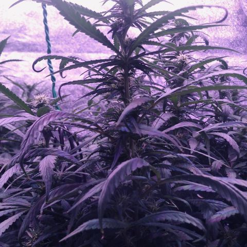Jack Herer  growlog photo: Took a close up shot of Jack Herer 🌱 showing a developing cola. 