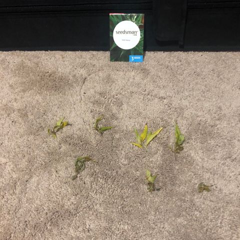 Jack Herer  growlog photo: Removed a few bad leaves 🍁 from Jack Herer 🌱. 