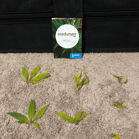 Jack Herer  growlog photo: Removed bad leaves 🍁 on Jack Herer 🌱 while watering 💦. 