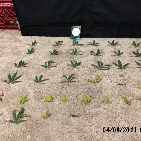 Jack Herer  growlog photo: Defoliated🍁 Jack Herer 🌱 slightly. 