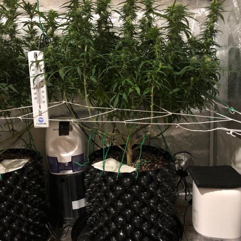 Jack Herer  growlog photo: Took pictures before lights out before going to work. Took pictures with and without flash. 