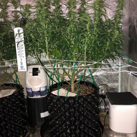 Jack Herer  growlog photo: Took pictures before lights out before going to work. Took pictures with and without flash. 